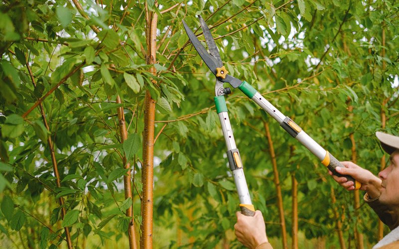 Tree trimming in Flandreau, SD